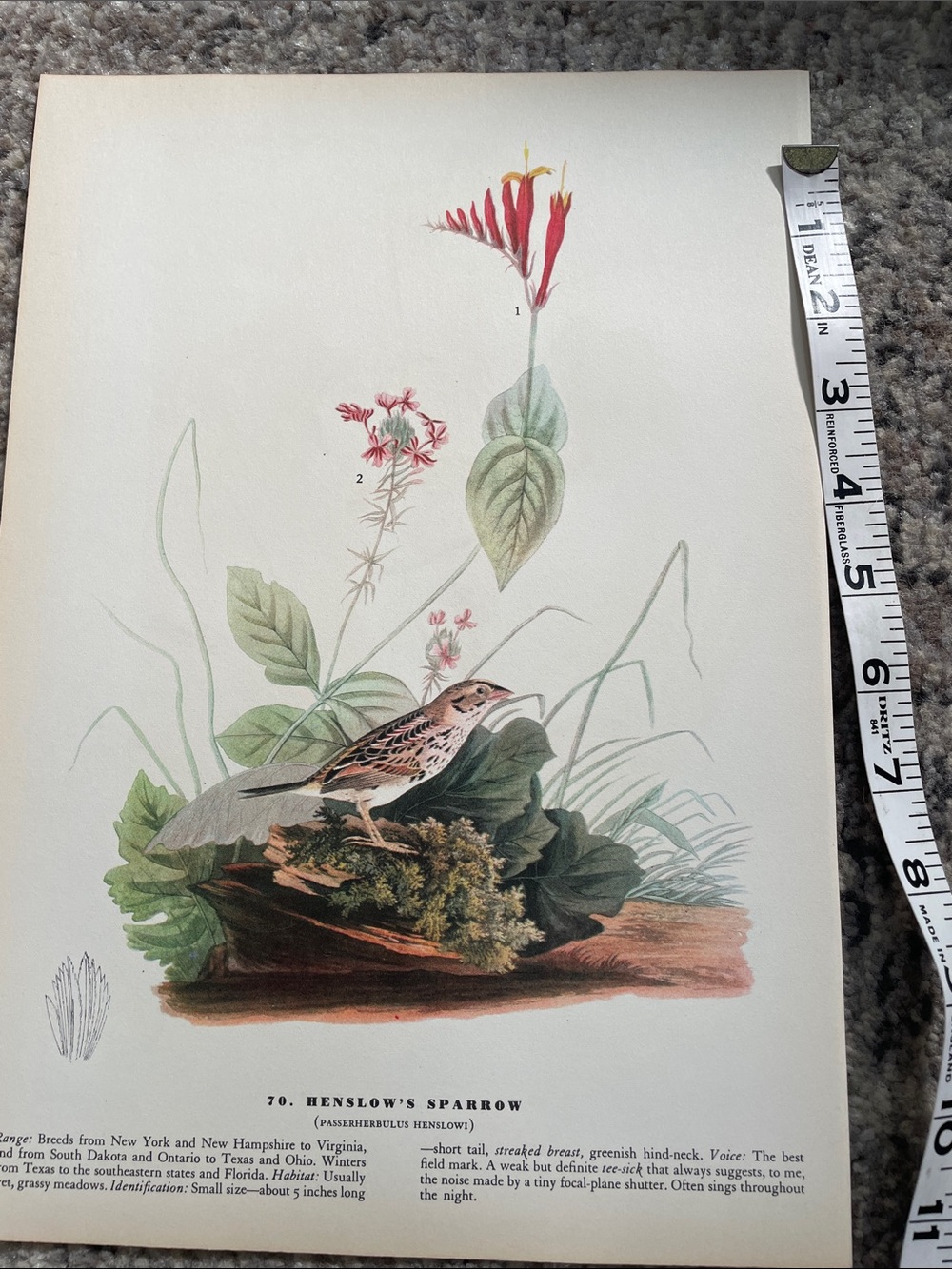 Vintage Botanical Bird Print - Henslow's Sparrow Illustration - Picture 4 of 7